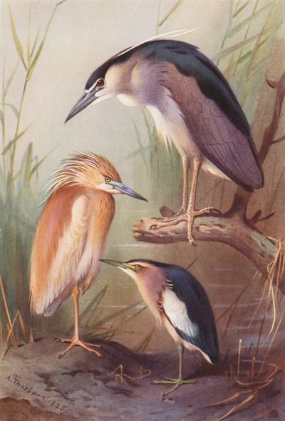 Squacco Heron, Night Heron, Little Bittern (farvelitografi) af Archibald Thorburn