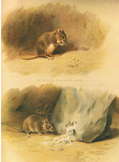 St Kilda House Mouse and Common Mouse, fra Thorburns Pattedyr udgivet af Longmans og Co, ca. 1920 af Archibald Thorburn