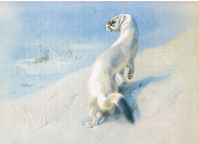 Stoat af Archibald Thorburn