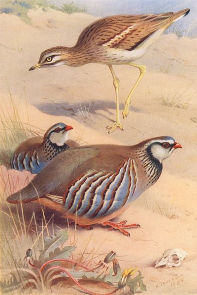 Stenvender, rødbenet agerhøne (han og hun) (farvelitografi) af Archibald Thorburn