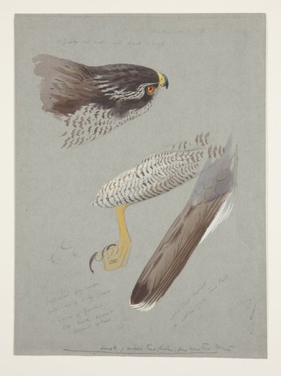 Undersøgelser af hoved, fod og vinge på hanhøge, ca. 1915 (akvarel & kropsfarve over blyant på papir) af Archibald Thorburn