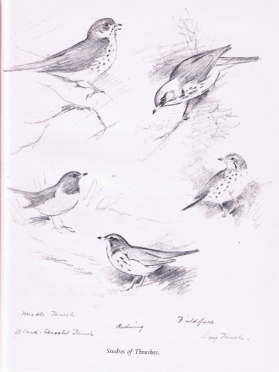 Studie af drosler, 1938 af Archibald Thorburn