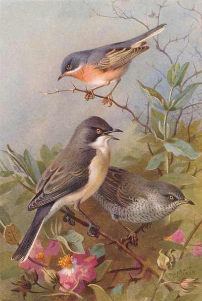 Subalpine Warbler, Orphean Warbler, Barred Warbler (farvelitografi) af Archibald Thorburn