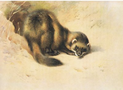 The Polecat, fra Thorburn