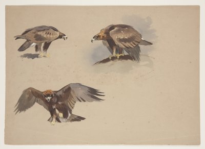 Tre små skitser af en kongeørn, ca. 1915 (akvarel & kropsfarve over blyant på papir) af Archibald Thorburn