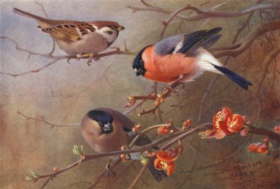 Skovspurv, dompap (han og hun) (farvelitografi) af Archibald Thorburn