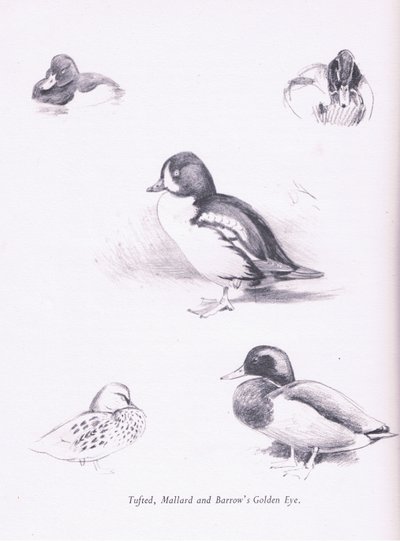 Ærdeand, gråand, gråand, spætmejse, 1938 af Archibald Thorburn