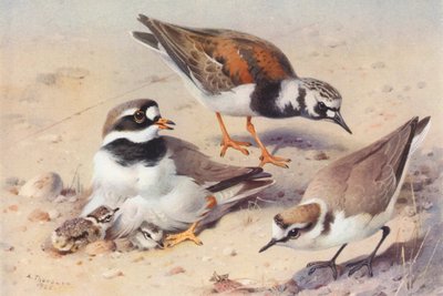 Stenvender (sommer), hjejle, hjejle (farvelitografi) af Archibald Thorburn