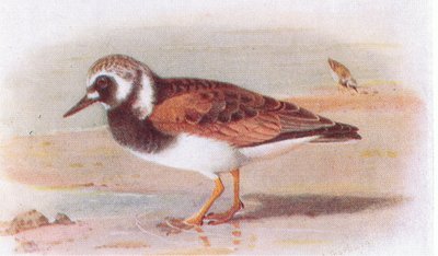 Turnstone, fra Birds of the British Isles and Their Eggs udgivet af Frederick Warne & Co Ltd, 1958 af Archibald Thorburn