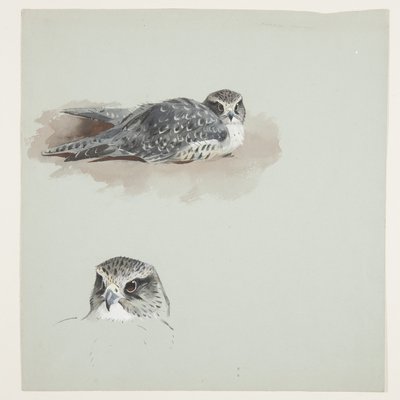 To farveskitser af merlin, ca. 1915 (akvarel & kropsfarve over blyant på papir) af Archibald Thorburn