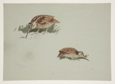 To vignetter af skovsneppe, ca. 1915 (akvarel og kropsfarve over blyant på papir) af Archibald Thorburn
