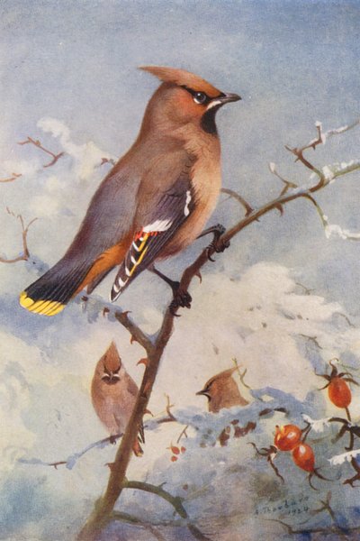 Voksvinge (farvelitografi) af Archibald Thorburn
