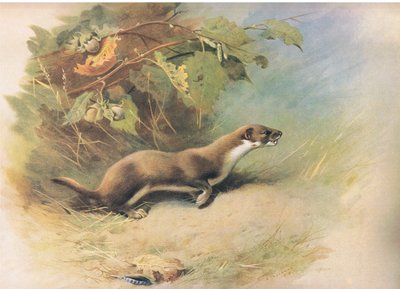 Weasel, fra Thorburns Mammals udgivet af Longmans og Co, ca. 1920 af Archibald Thorburn