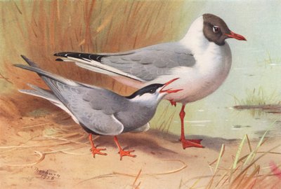Hvidskægget terne, sorthovedet måge (sommer) (farvelitografi) af Archibald Thorburn