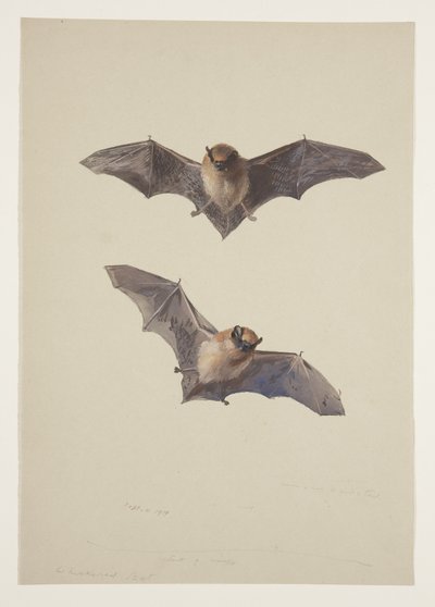 Whiskered flagermus, ca. 1915 (akvarel & kropsfarve over blyant på papir) af Archibald Thorburn