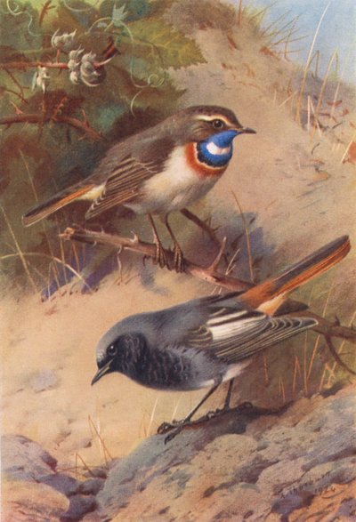 Hvidplettet blåhals, sort rødstjert (farvelitografi) af Archibald Thorburn