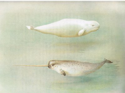 White Whale and Narwhal, fra Thorburns Pattedyr udgivet af Longmans og Co, ca. 1920 af Archibald Thorburn