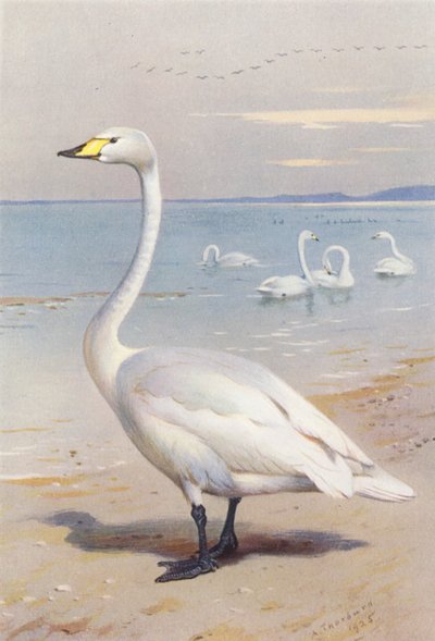 Sangsvane (farvelitografi) af Archibald Thorburn