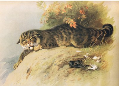 Wild Cat, fra Thorburns Pattedyr udgivet af Longmans og Co, ca. 1920 af Archibald Thorburn