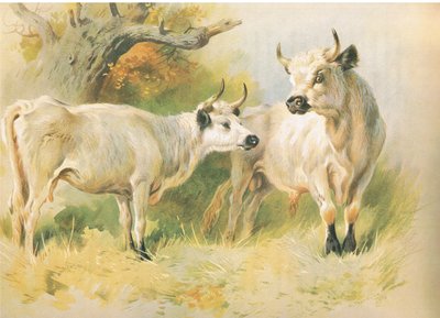 Vilde Kvæg af Archibald Thorburn