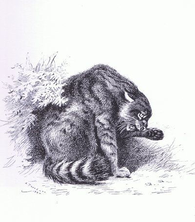 Wildcat, pub. af Book Club Associates af Archibald Thorburn