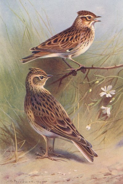 Wood-Lark, Sky-Lark (farvelitografi) af Archibald Thorburn