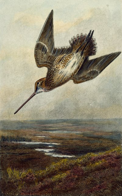 Skovsneppe af Archibald Thorburn