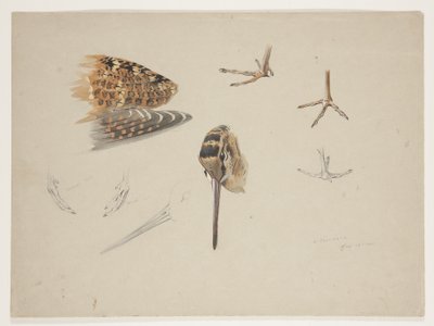 Woodcock næb, fødder og vinge, ca. 1915 (akvarel & kropsfarve over blyant på papir) af Archibald Thorburn