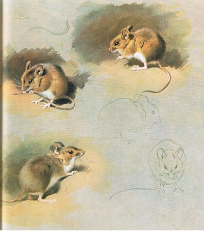 Woodmouse, pub. af Book Club Associates, 1972 af Archibald Thorburn
