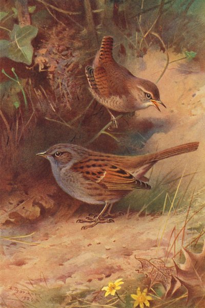 Gærdesmutte, hækspurv (farvelitografi) af Archibald Thorburn
