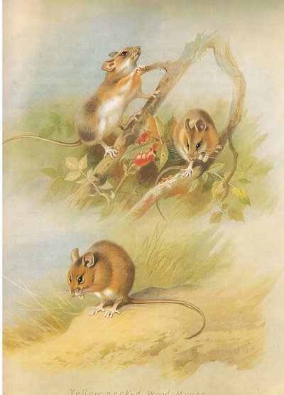 Yellow Necked Mouse og St Kilda Woodmouse, fra Thorburn