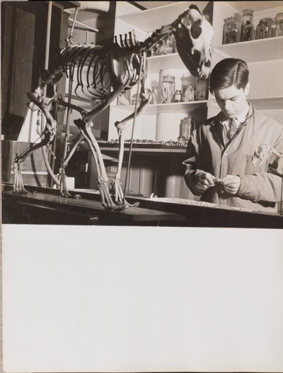 [Ung mand står ved siden af et dyreskelet]. af Arnold Eagle