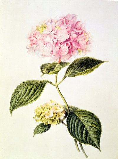 PD.64-1975 Hortensia hortensia af Arnoldus Bloemers