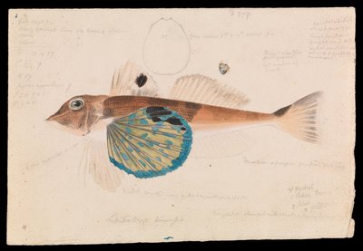 Butterfly Gurnard, Lepidotrigla vanessa af Arthur Bartholomew