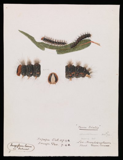 Larve, Epicoma contristis, Teara tristis af Arthur Bartholomew