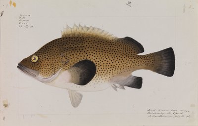 Eastern Wirra, Acanthistius ocellatus af Arthur Bartholomew