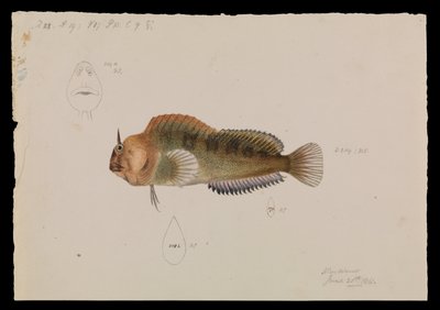Tasmanian Blenny, Parablennius tasmanianus af Arthur Bartholomew