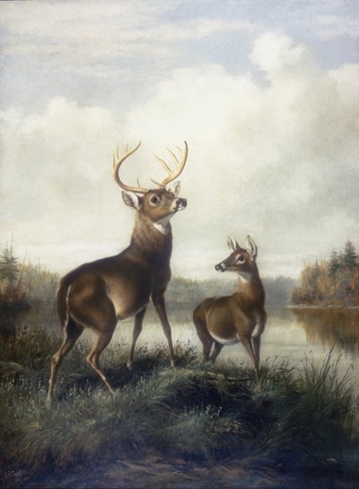 Buck and Doe af Arthur Fitzwilliam Tait