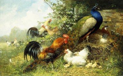 Høns og påfugle, 1899 af Arthur Fitzwilliam Tait