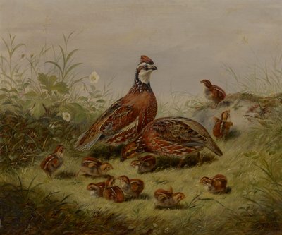 Vagtel og Ung af Arthur Fitzwilliam Tait