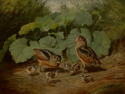 Woodcock og Young af Arthur Fitzwilliam Tait