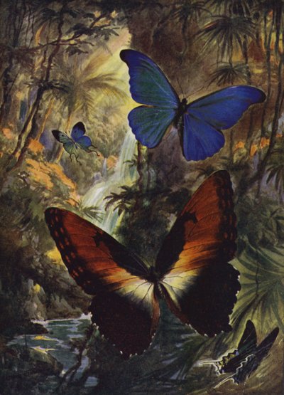 Smukke sommerfugle: De to fineste morfos (farve litho) af Arthur Twidle