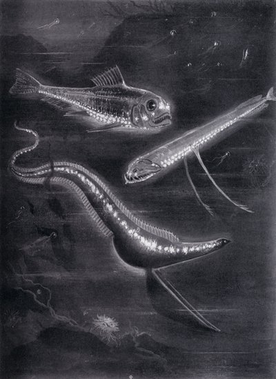 Selvlysende fisk (litho) af Arthur Twidle
