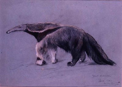 Stor myresluger af Arthur Wardle