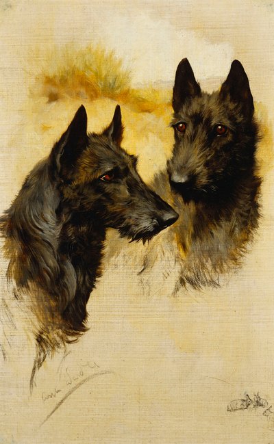 To skotske terriere (olie på lærred) af Arthur Wardle