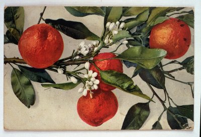 Appelsiner, postkort af Artist Unknown