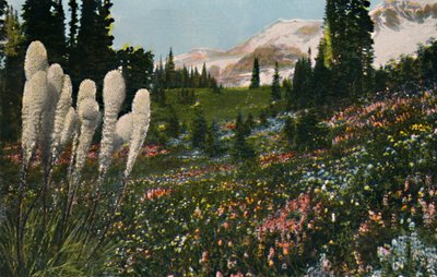 Indisk kurvgræs vokser i Mount Rainier National Park, c1916 af Asahel Curtis