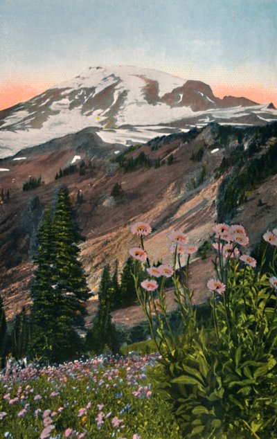 Purple Asters, i Mount Rainier National Park, c1916 af Asahel Curtis