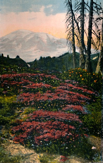 Purple Heather voksende Mount Rainier National Park, c1916 af Asahel Curtis