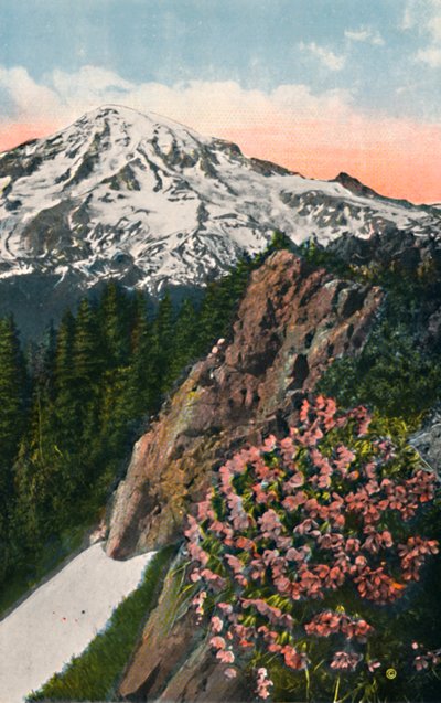 Primrosen på Mount Rainier, c1916 af Asahel Curtis